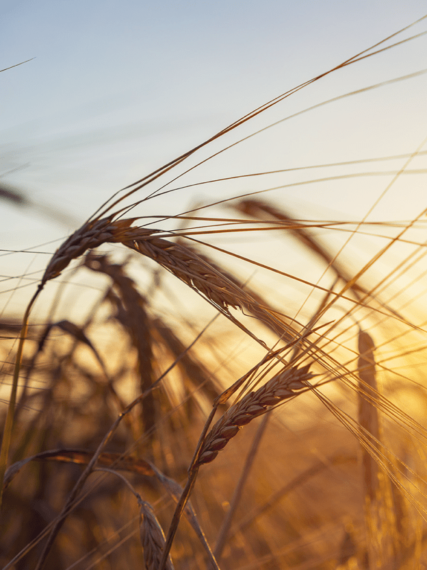 며느리도 쐬고 싶은 가을 햇살