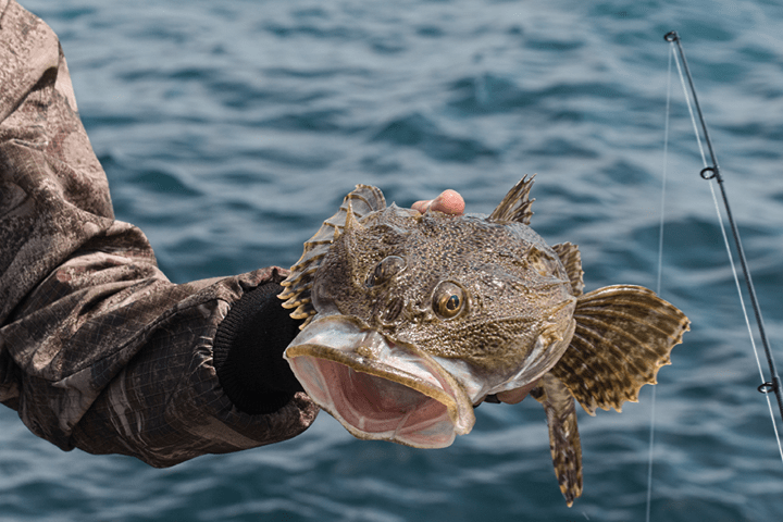 생긴 건 못났지만 영양은 누구보다 잘난 아귀