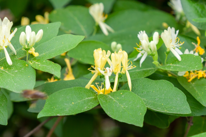 위 건강 관리에 도움이 되는 성분은 어떤 게 있을까?