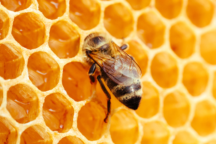 벌집에서 추출하는 이 성분??